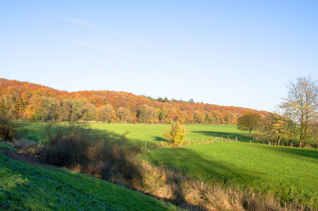 Forest with a green meadow in the foregroud in autumn with trees with leaves in yellow, golden, brown and green colorsの写真素材