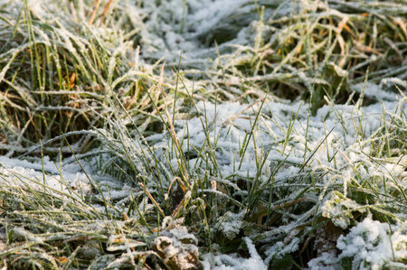 Closeup of frozen grass covered with snowの写真素材