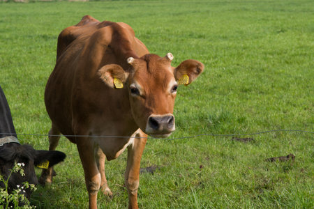 Closeup of a brown cow in a green meadowの写真素材