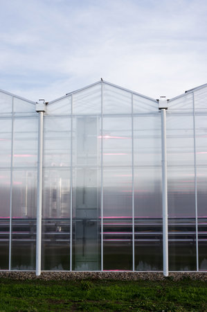 Glass greenhouse with red lights for growing flowers in the Netherlandsのeditorial素材