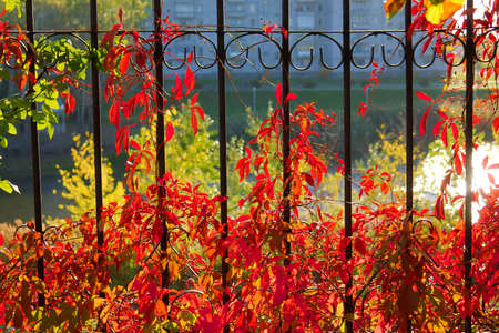 Autumn grape on a church's garden railing. Shot in Ukraine, Poltavska region.の写真素材