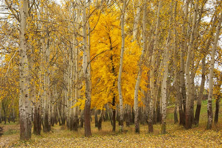A single golden tree among  leafless poplars. Shot in Poltavska region, Ukraine.の写真素材