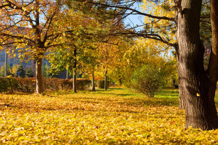 Autumn in a Ukrainian town. Shot in a small town in Poltavska region, Ukraineの写真素材