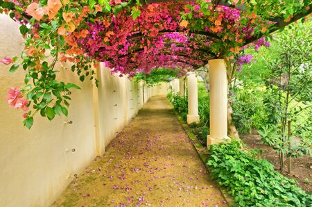 Autumnal arch covered by pink flowers. Shot in Vergelegen wine estate, near Stellenbosch/Cape Town, South Africa.のeditorial素材