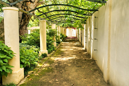 Springtime arch covered by vine. Shot in Vergelegen wine estate, near Stellenbosch and Cape Town, South Africa.のeditorial素材
