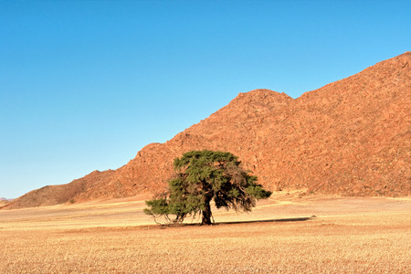Lonely tree in desert. Shot in Namibia.の写真素材
