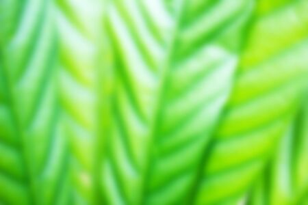 Leavesの写真素材