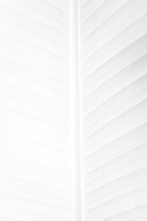 Banana leaf textureの写真素材