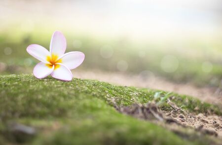 flowers of Plumeria on green grass background.の写真素材