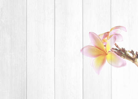 yellow frangipani flowers with wood in background.の写真素材