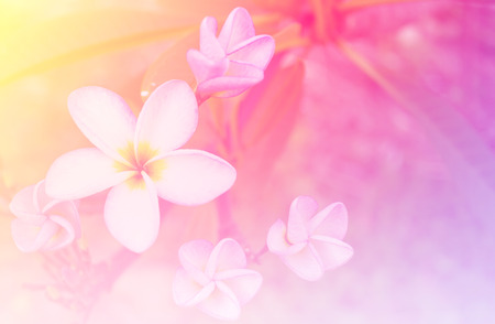 Beautiful flowers in soft focus background frangipani.の写真素材
