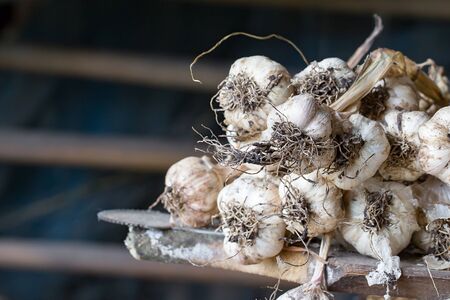 Cook garlicの写真素材