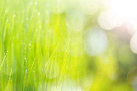 green grass with green bokeh backgroundの写真素材