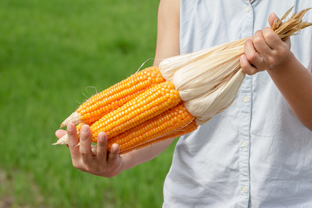 Farmer hold corn cob, cooked Agricultural Cultivationの写真素材