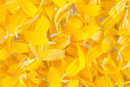 Yellow flower petals Natural background