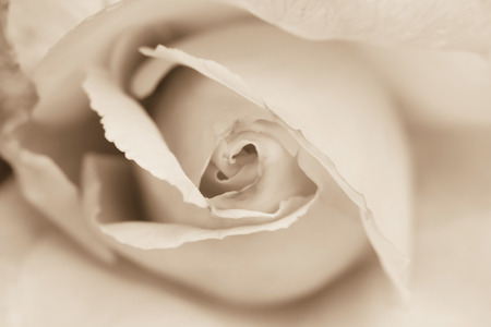 Rose Vintage Styleの写真素材