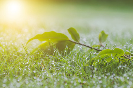 Close-up dew nature On off the grass style abstract blurred background.の写真素材