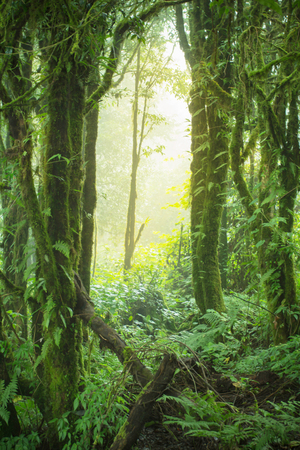 Natural lush rainforest And sunlight in the morning Abstract background style Tone Visual Concepts...