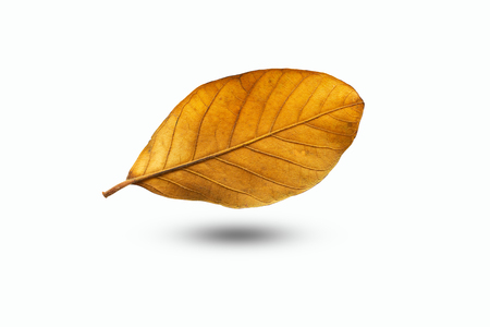 Natural dried leaves isolated on white background.の写真素材
