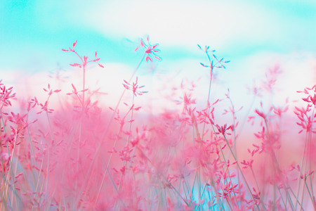 Structures of flowering grass soft blur. The background for the creation of ideasの写真素材