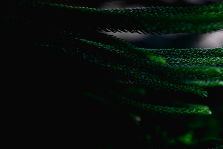 Natural background, fresh green leaves And black spaces for text input Abstract styleの写真素材