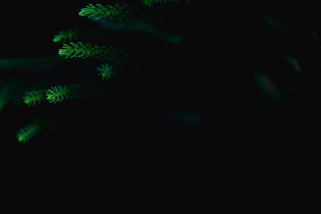 Natural background, fresh green leaves And black spaces for text input Abstract styleの写真素材