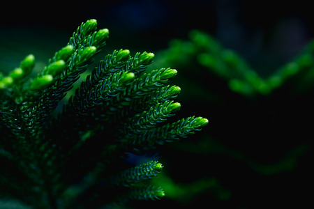 Natural background, fresh green leaves And black spaces for text input Abstract style
