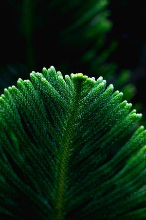 Natural background, fresh green leaves And black spaces for text input Abstract styleの写真素材