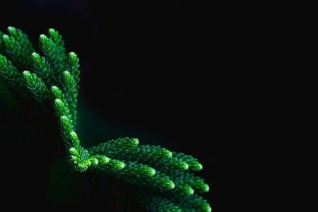 Natural background, fresh green leaves And black spaces for text input Abstract styleの写真素材