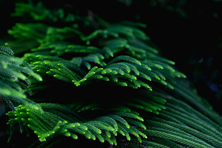 Natural background, fresh green leaves And black spaces for text input Abstract style