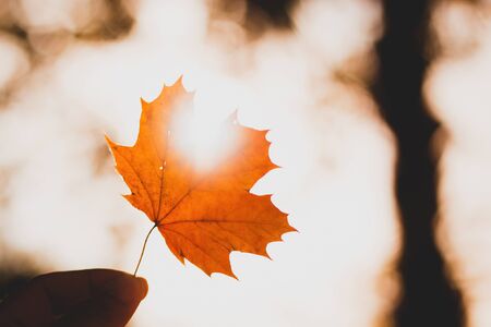 Maple leaves on a blurred natural background in spring Vintage style, light back, golden yellow tone of light in the morningの写真素材