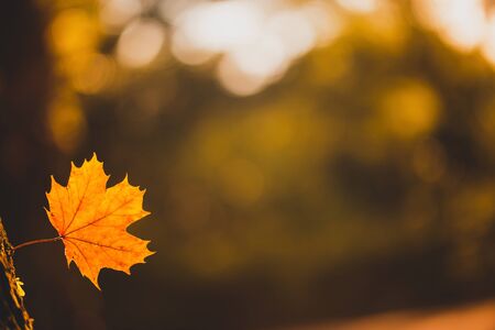 Maple leaves on a blurred natural background in spring And free space for writing messages Abstract style, golden yellow tones of light in the morningの写真素材