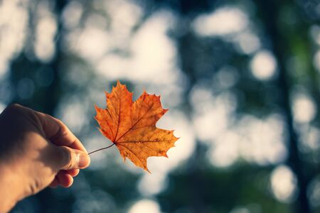 Maple leaves on a blurred natural background in spring Vintage style, light back, golden yellow tone of light in the morningの写真素材