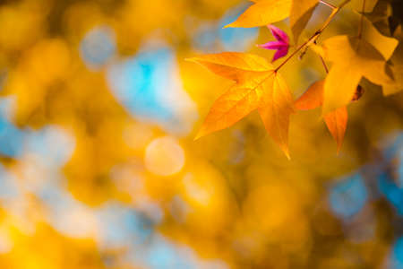 Beautiful golden yellow maple leaves on the natural background blur outdoor blurred Bokeh Abstract...