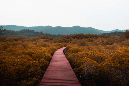 landscape wild red The concept of fantasy for background or posterの写真素材