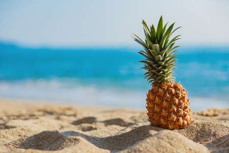 Pineapples on the sandy beach in summerの写真素材