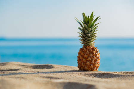 Pineapples on the sandy beach in summer On the blurred ocean backgroundの写真素材
