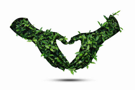 Double exposure of human hands with leaves of plant isolated on white background Nature conceptsの写真素材