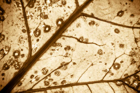 Grunge leaf with skeleton textureの写真素材