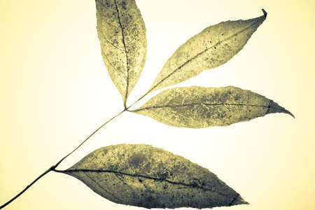 Colored grungy mistical leaves. Studio shot with light spot in centerの写真素材