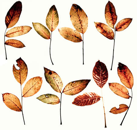 Collection of grunge isolated on white beautiful colored leaves
