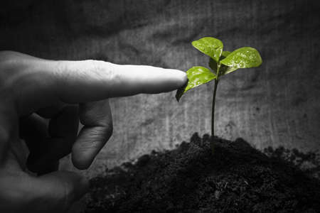 Rural natural image: male finger touching the green wet plant. Environmental conceptual image. Focus on a plant.の写真素材