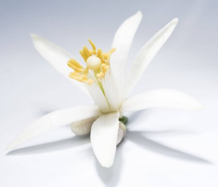 White single asian (lemon) flower pattern with shadow on gradient backgroundの写真素材