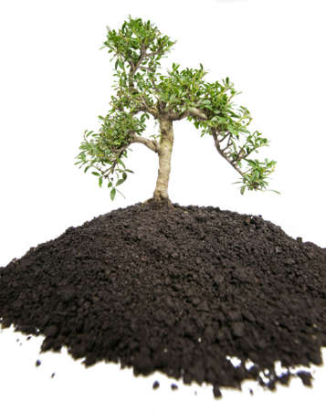  Young bonsai tree with soil on white background. Wide angle shot