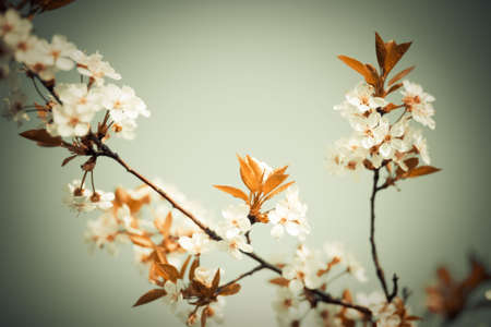 Abstract colors unreal cherry blossom background. Artistic colored image. Soft, low aperture shootの写真素材