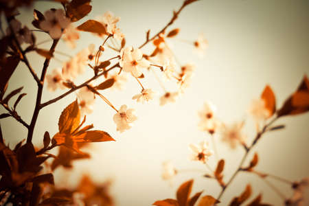 Abstract colors unreal cherry blossom background. Artistic colored image. Soft, low aperture shootの写真素材