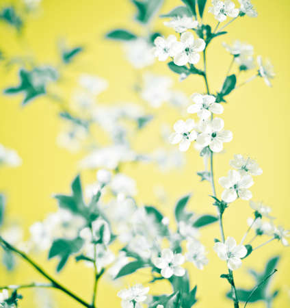 Special colored abstract floral background. Beautiful blooming branch over yellow backgroundの写真素材