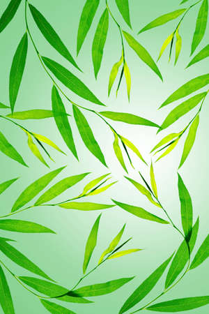 Abstract floral background: green plants over gradient background
