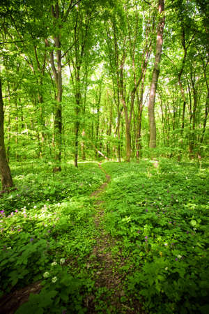 Beautiful green colored wil forest scene with high trees and footpathの写真素材