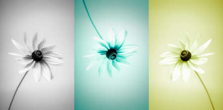 Abstract flowers background with three colored flowers and desaturate effectの写真素材